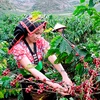 Son La festival promoting coffee production