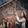 Enjoying persimmon season on Moc Chau Plateau