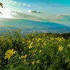 Wild sunflowers bathe Dien Bien in gold