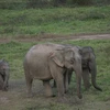 Buon Don district ends elephant rides