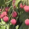 Hung Yen egg-shaped lychees selling like hot cakes