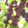 Vietnam’s coffee exports eyes over 4 billion USD in 2023