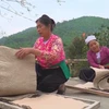 Muong ethnic minority keeping traditional paper making craft alive