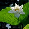 White lotuses adds charm to Hue imperial citadel