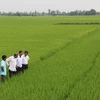 Long An eyes 60,000 hectares of high-tech rice cultivation