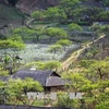 Peaceful and picturesque Moc Chau Plateau