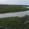 Mangrove forests benefit coastal communes in central region