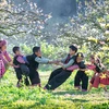 Plum blossoms blanket Moc Chau Plateau in white
