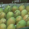 Vietnam 13th largest mango supplier for US