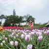 Vibrant tulip garden atop Ba Den Mountain
