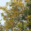 Copperpod flowers blooming on Son Tra Peninsula