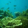 200ha of bleached Con Dao corals recover naturally