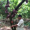 VN’s cocoa receives “fine flavour” designation from Int’l Cocoa Organisation