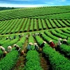 VN tea exporters enjoy record year
