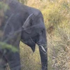 Project to protect Vietnam’s elephants kicks off