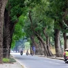 Singapore called to help Hanoi with trees management