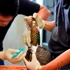 Largest ever number of rare pangolins released into wild