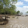 Tien Giang: Erosion worsens in coastal areas