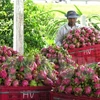 Australia approves in principle import of Vietnam’s dragon fruit 