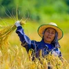 Thailand promotes large-scale rice farms