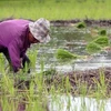 Thailand promotes crop diversification