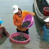  Ba Ria-Vung Tau: Oyster farming brings stable incomes to locals