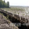 Sea dyke erosion worsens in Kien Giang