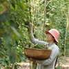 Pepper-based ecotourism promoted in Phu Quoc