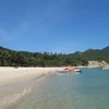 Cham Island tries to rescue green turtles