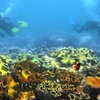 Vietnam’s sea accommodates 1,100 sq.km. of coral reefs