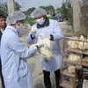 Tay Ninh acts to prevent bird flu spread
