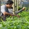Phu Quoc develops hi-tech agriculture