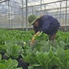 Israel assists Dien Bien farmers in growing safe vegetables