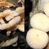 New shiitake mushroom species found in Vietnam