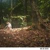 Camera traps snap endangered species
