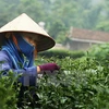 Thai Nguyen spends big to promote tea trade mark
