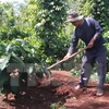 Certified coffee farming improves local income in Dak Lak 