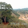 Bac Giang: Ancient tree receives national heritage status