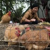 Vietnam proactive to prevent A/H7N9 avian flu