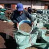 Brazil to import robusta coffee from Vietnam 