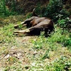 Patrols increased in Chu Mom Ray National Park to protect wildlife