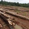 Binh Phuoc authorities apologise for forest destruction