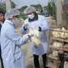 Long An intensifies cross-border A/H7N9 avian flu prevention 