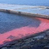 Algal bloom paints red streak in Vung Ang economic zone