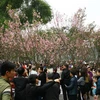 Japanese cherry flowers to be showcased in Hanoi