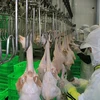 Vietnam’s chicken industry takes flight