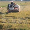 Workshop looks to promote clean production in rice value chain