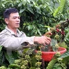 Dak Nong province increases aid to coffee farmers