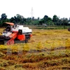 Mekong Delta farmers to be trained in sustainable rice cultivation