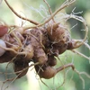 Ginseng festival to be held in Quang Nam